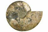 Cut & Polished Ammonite Fossil (Half) - Madagascar #317855-1